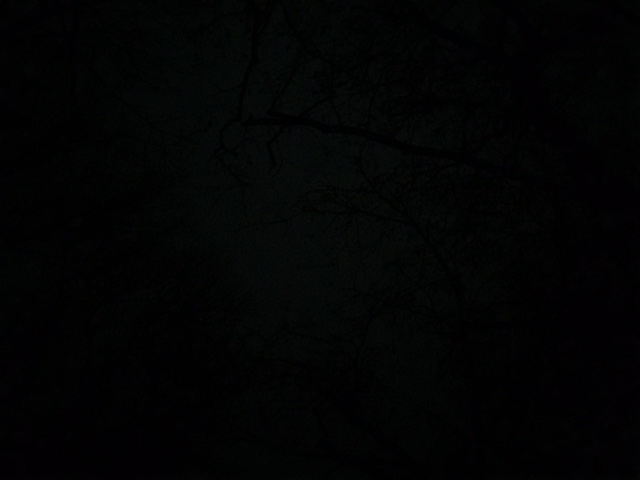 iphone拍得林子的黑夜