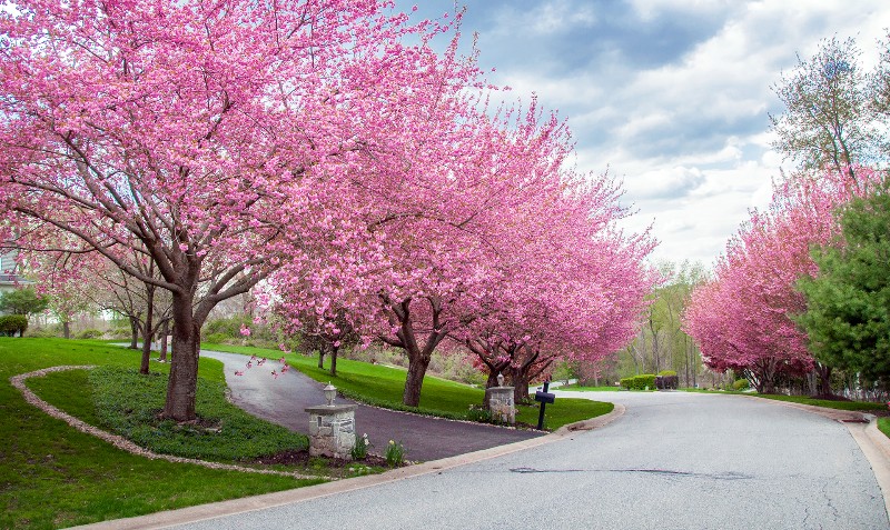 cherry-blossom-lined-street-800x477.jpg