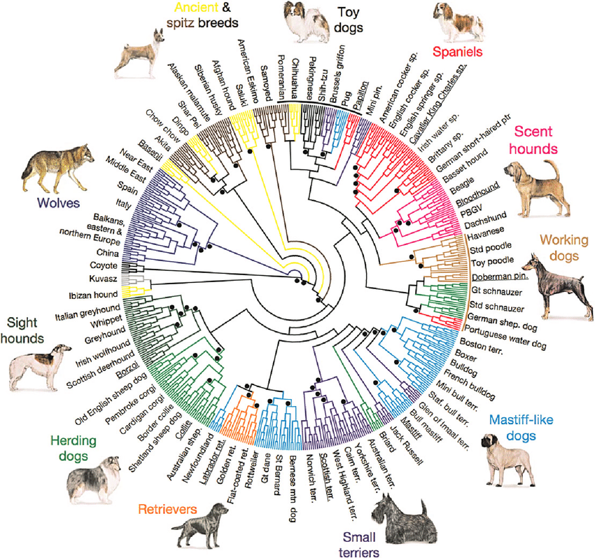 Cladogram-from-vonHoldt-et-al-2010-depicting-the-structure-of-domestic-dog-breeds-as.png